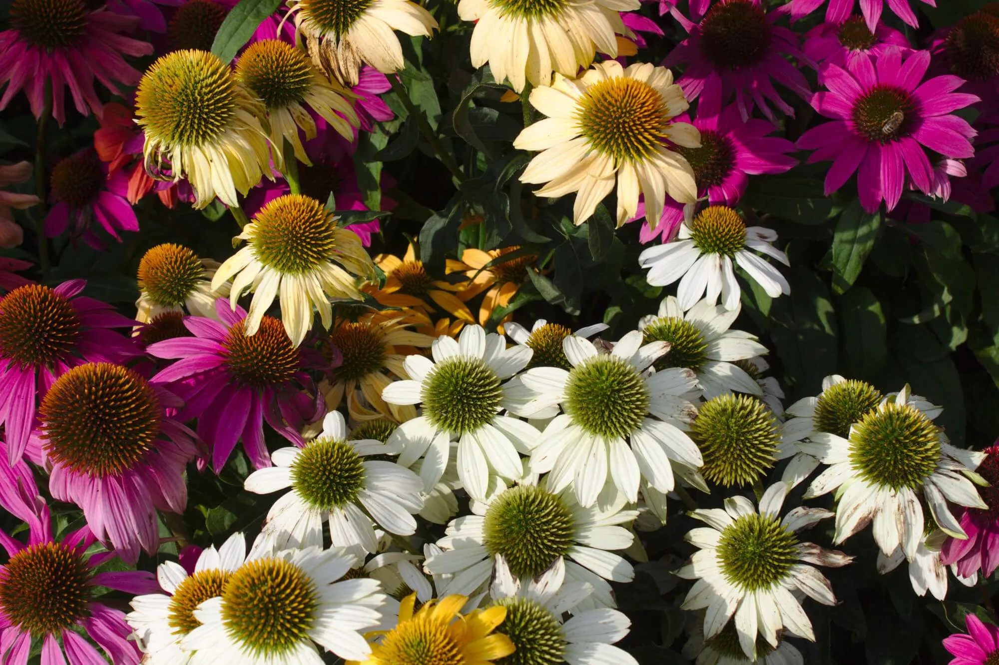 What Flowers Grow Well In Minnesota? Here Are 7 Options