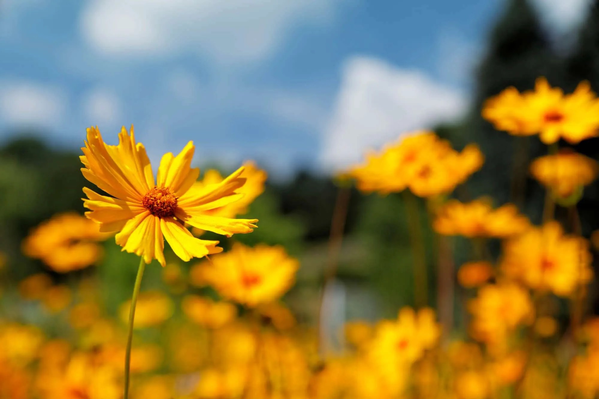 What Flowers Grow Well In North Dakota? (Here Are 14 Excellent Options