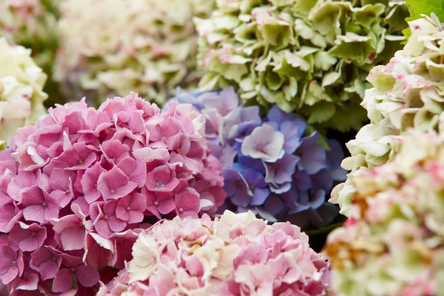 What Flowers Grow Well In Maryland? Here Are 8 Great Options Petals