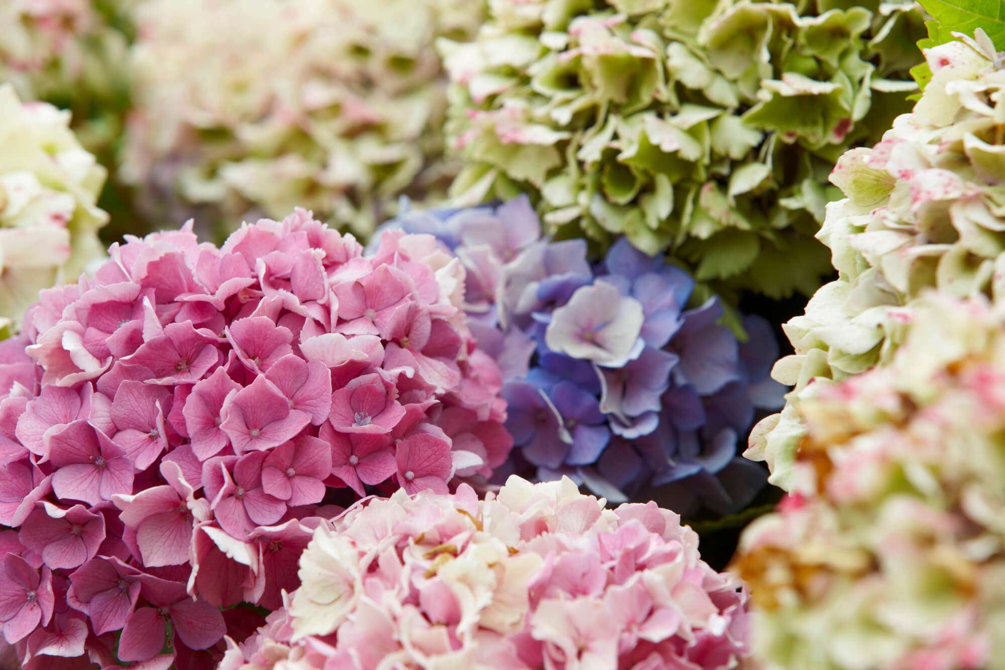 What Flowers Grow Well In Maryland? Here Are 8 Great Options Petals