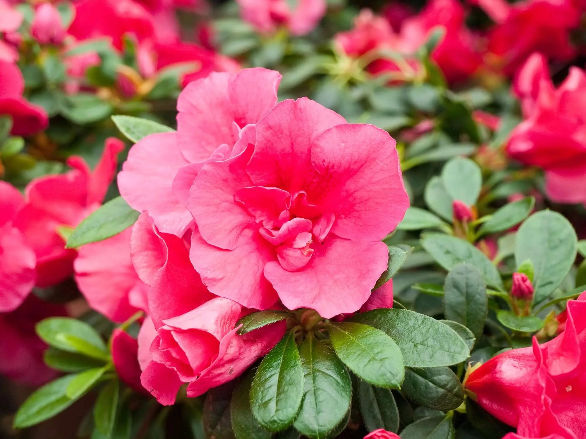 20 Flowers That Symbolize Healing Petals And Hedges