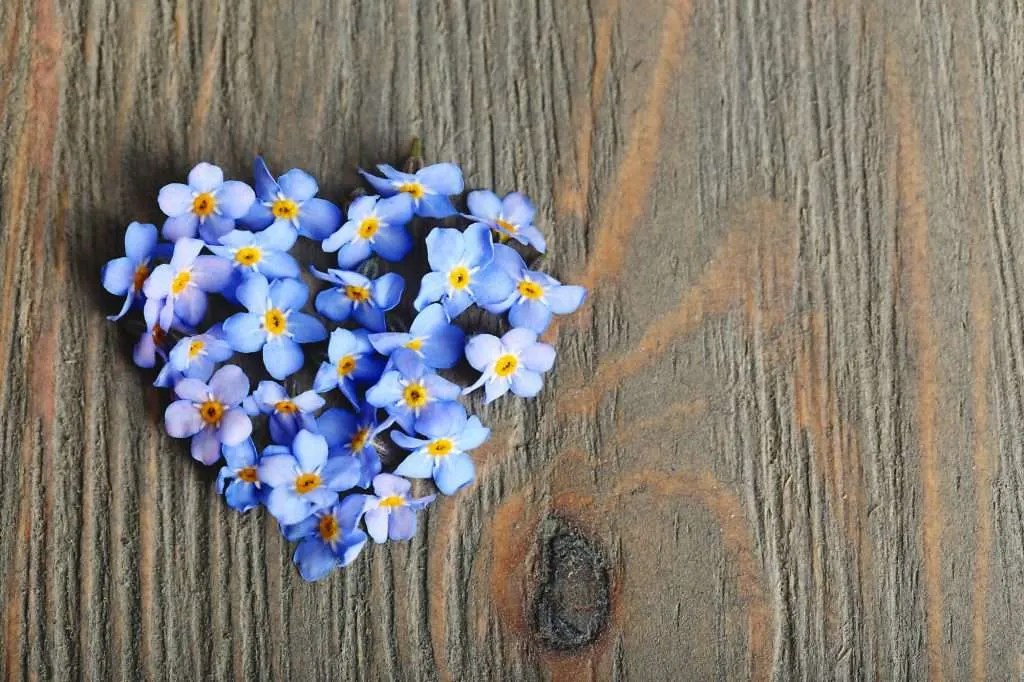 9 Flowers That Represent Miscarriage Petals And Hedges