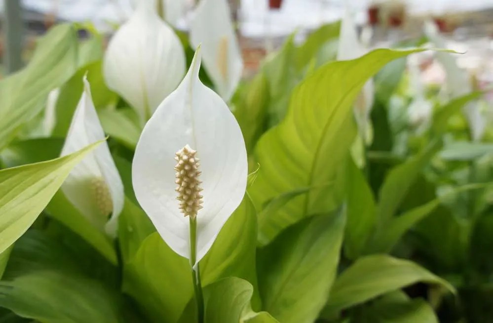 Peace Lily Flower Turning Brown? Here’s Why Petals And Hedges