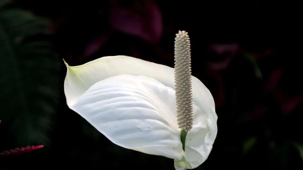 How Long Do Peace Lily Blooms Last? GardenAndSunshine