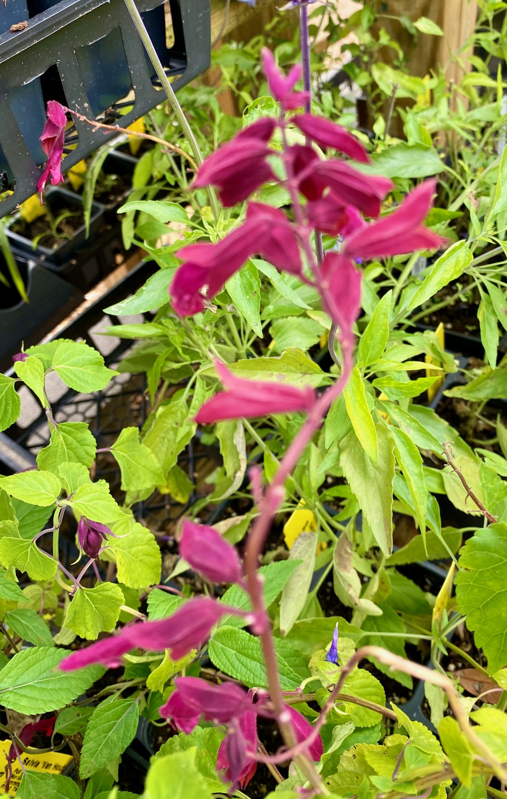Salvia splendens ‘Van Houttei’