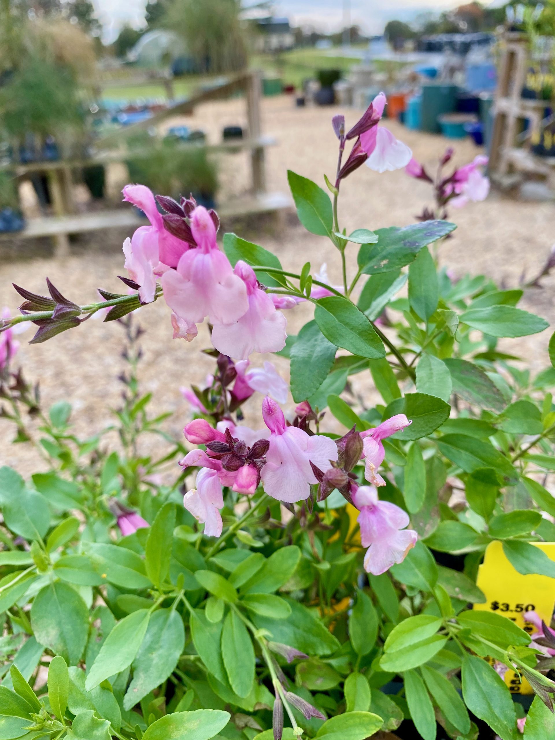 Salvia greggii ‘Grant’s Pink’