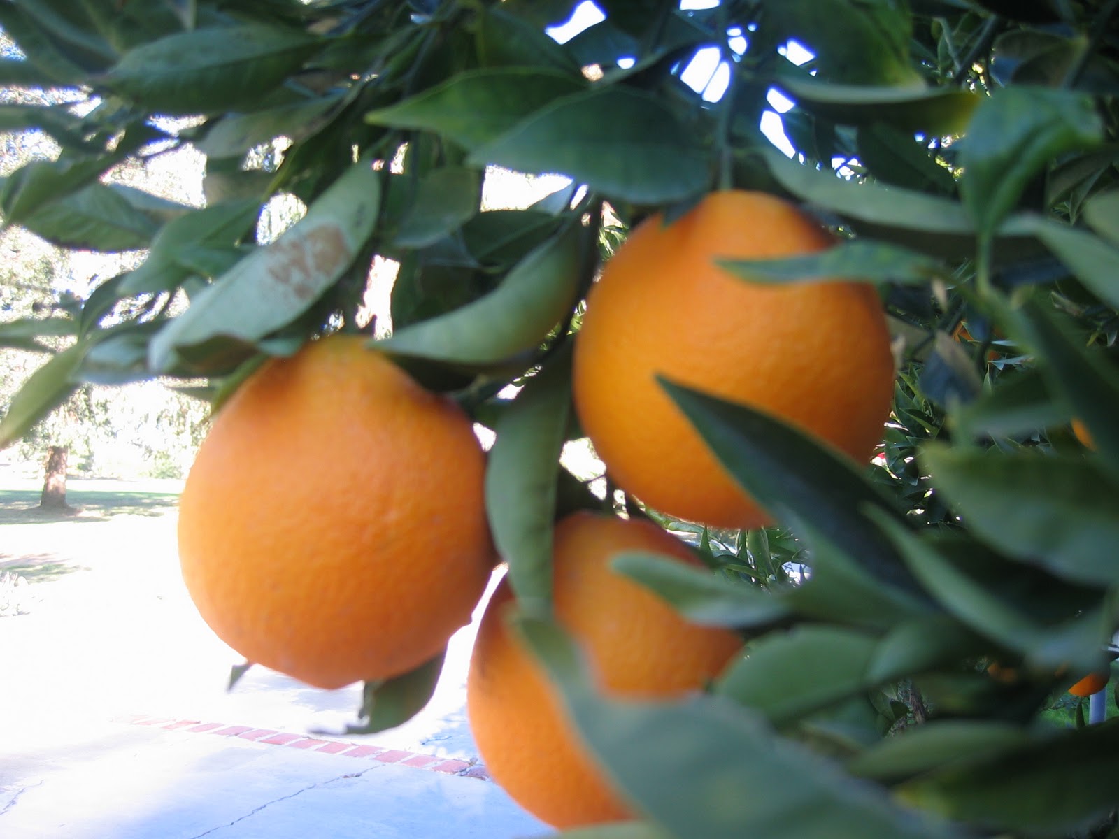 Pink Navel Orange ‘Cara Cara’