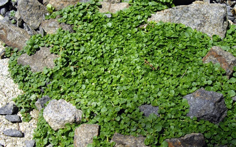 Corsican Mint