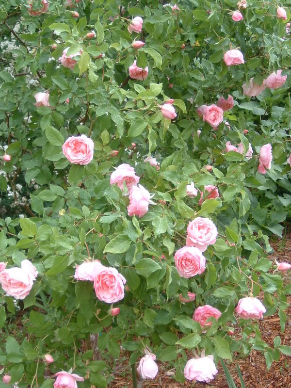 Rose ‘Duchesse de Brabant’