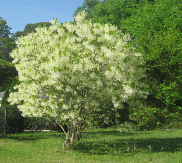 American Fringe Tree