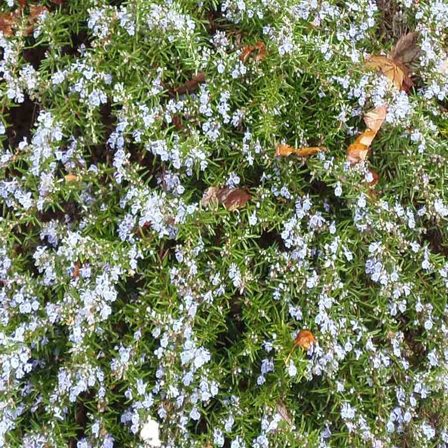 Rosemary ‘Gorizia’