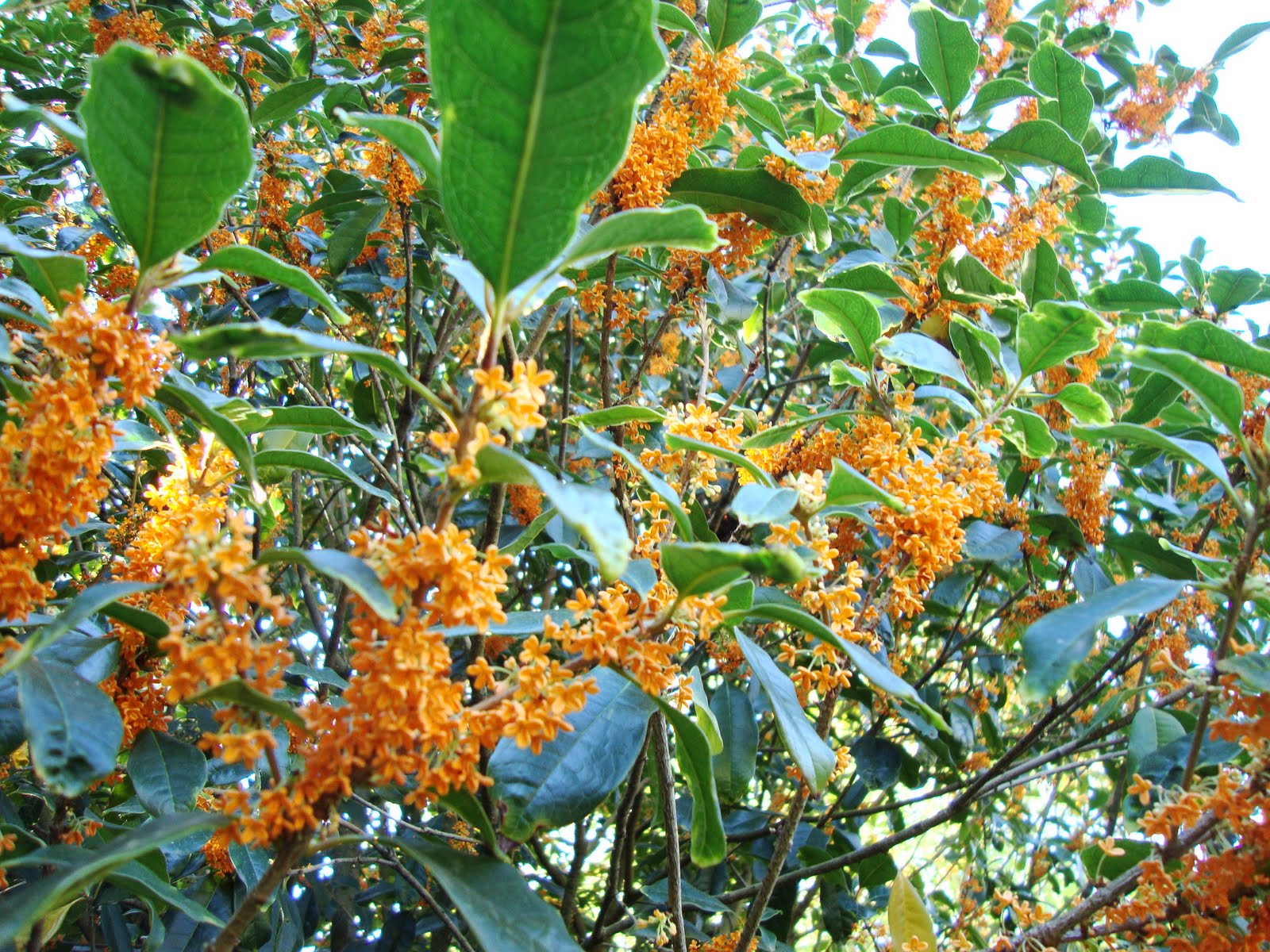 Fragrant Tea Olive Orange