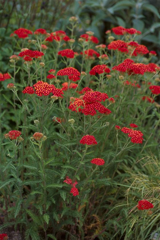 Achillea millefolium ‘Paprika’