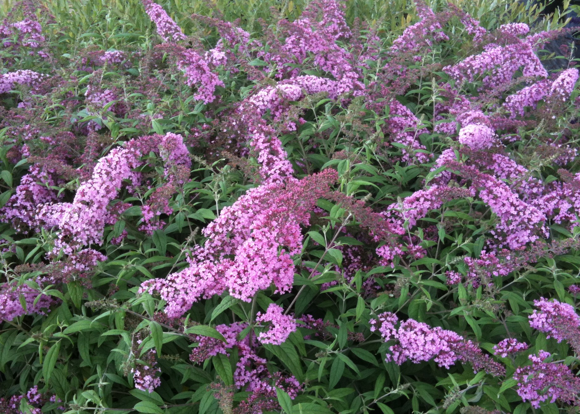 Butterfly Bush ‘Pink Delight’