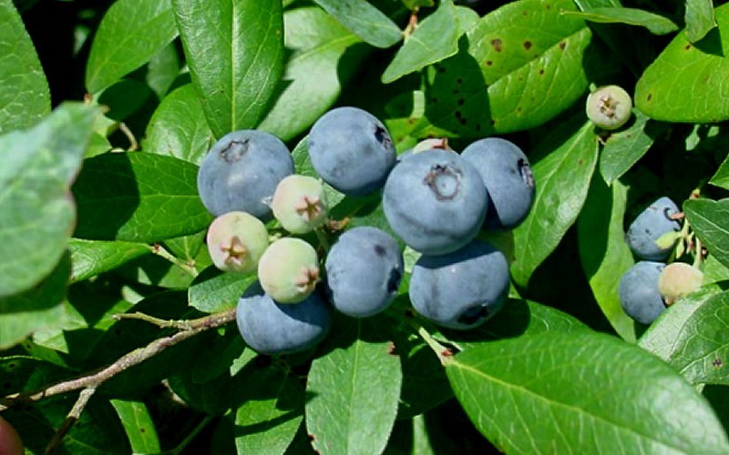 Blueberry ‘Centurion’