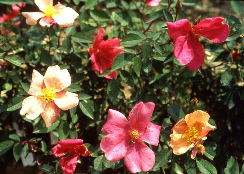 Rose ‘Mutabilis’