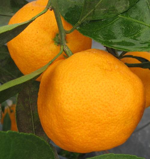 Satsuma ‘LA Early’