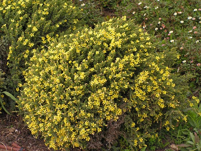 Dwarf St. John’s Wort