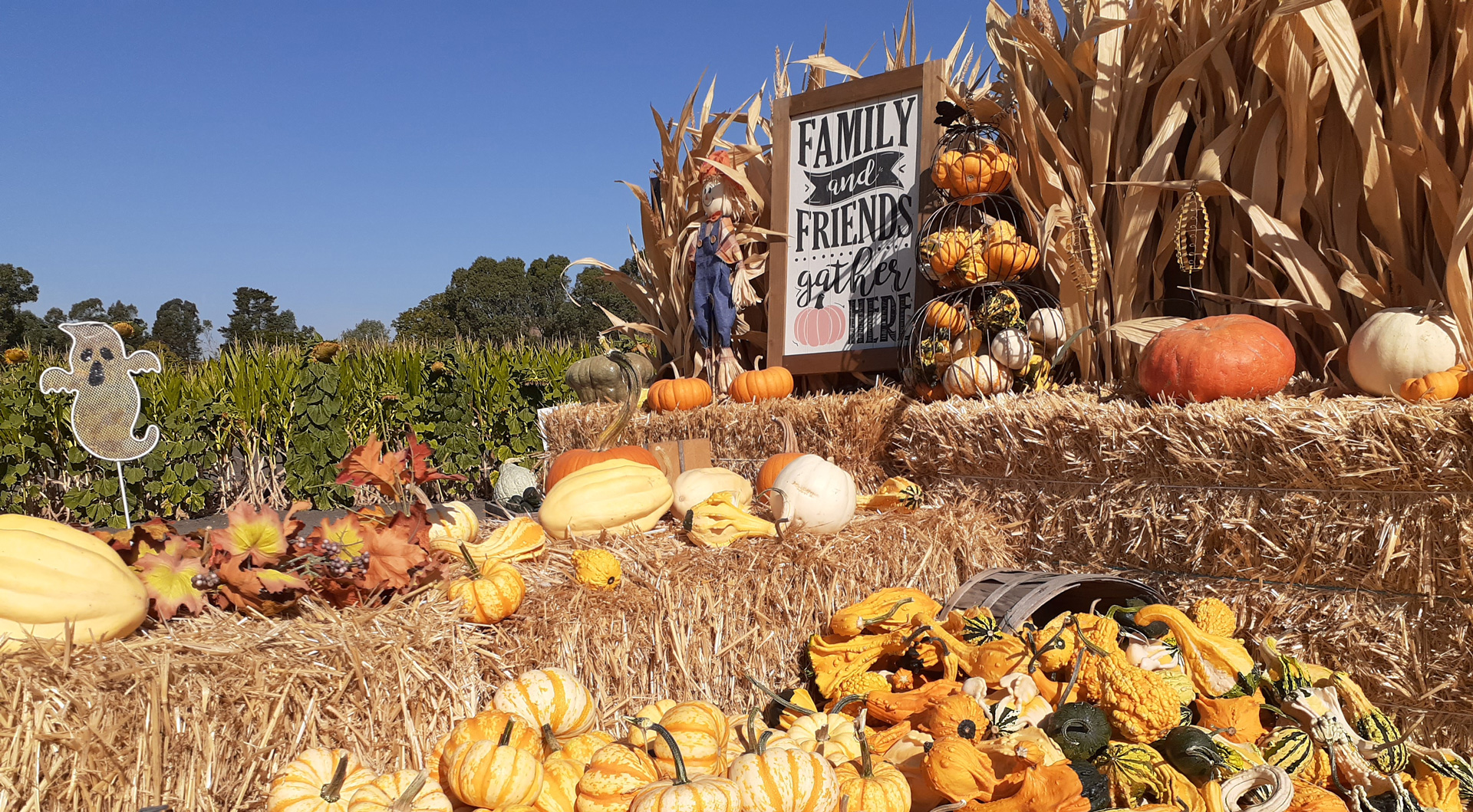Reviews Petaluma Pumpkin Patch and Amazing Corn Maze