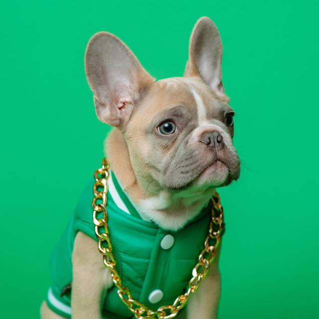 Online Pet Shop Johannesburg, Durban, Cape Town Clothing for Cats & Dogs