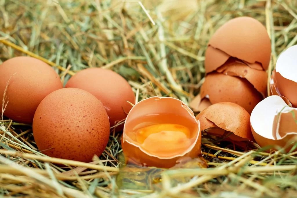 Can dogs have eggs? Are raw eggs good for dogs? Pet Animal World