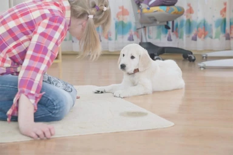 How to Get Dried Dog Pee Out of Carpet DIY Pet Animal World