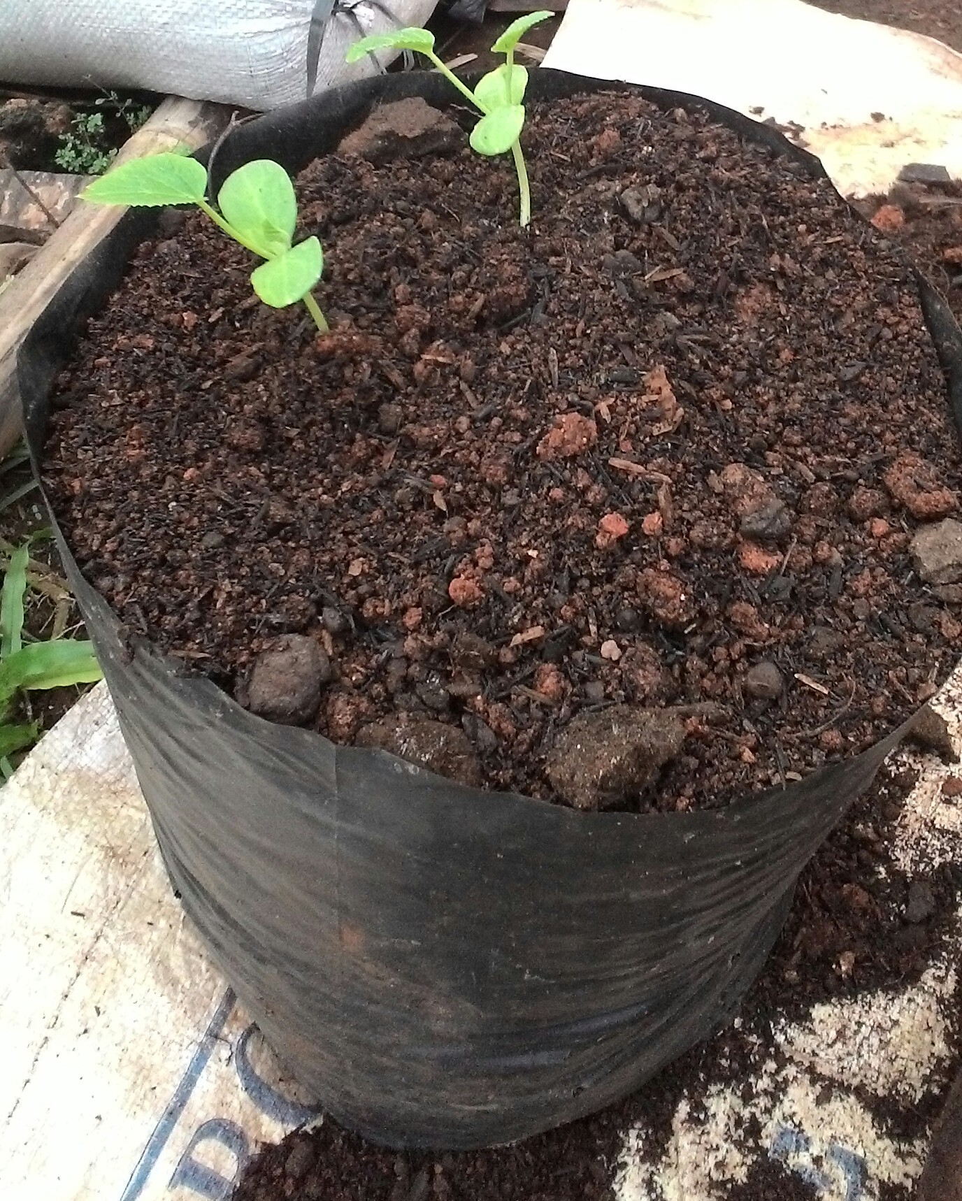 Mudahnya membuat media tanam untuk polybag/pot | AYO BERKEBUN DI SEKITAR  RUMAH !