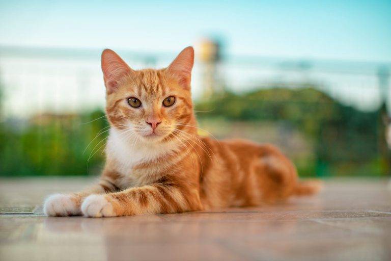 Quantos anos vive um gato? Confira no blog da Pet Anjo Quantos anos vive um gato? Confira no blog da Pet Anjo