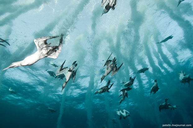 Dazzling Underwater Photographs of Fish, Dolphins, Birds, and People