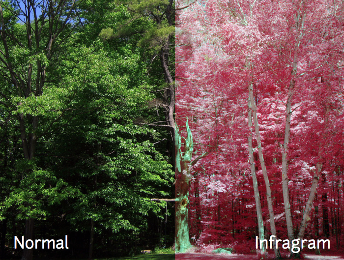 Inexpensive 'Infragram' Camera Lets You Take a Peek at Photosynthesis