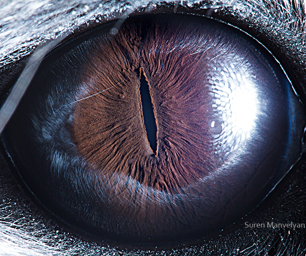 Stunning Macro Photographs of Animal Eyes PetaPixel