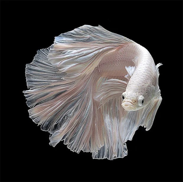 Photo Series Captures the Stunning Beauty of Siamese Fighting Fish