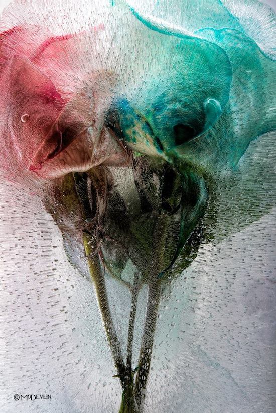 Mesmerizing Photos of Frozen Flowers by Mo Devlin