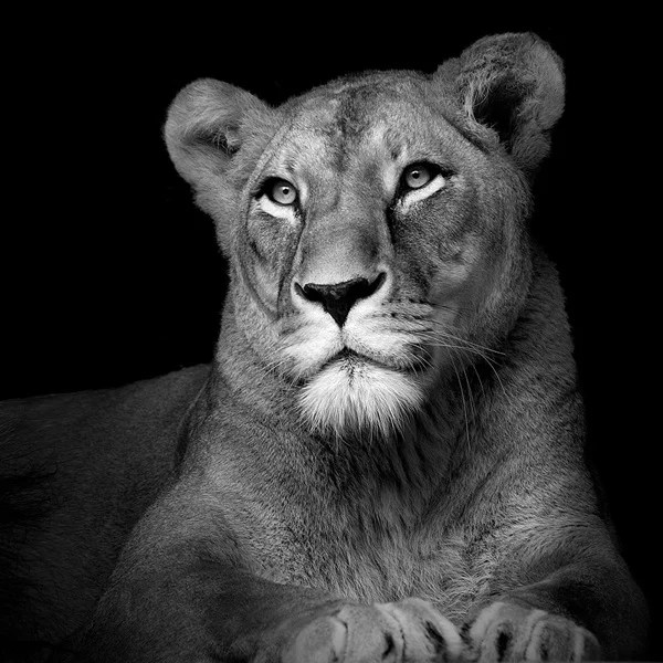 Intimate Black and White Portraits of Exotic Animals in Captivity