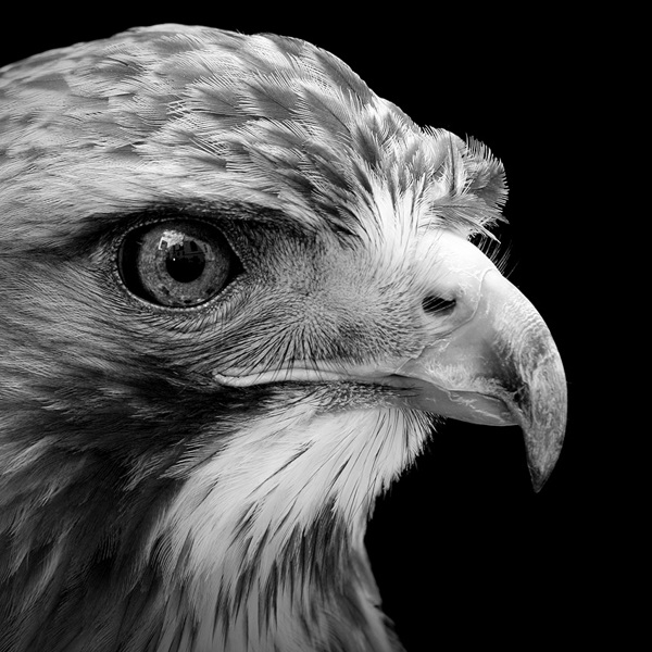 Intimate Black and White Portraits of Exotic Animals in Captivity