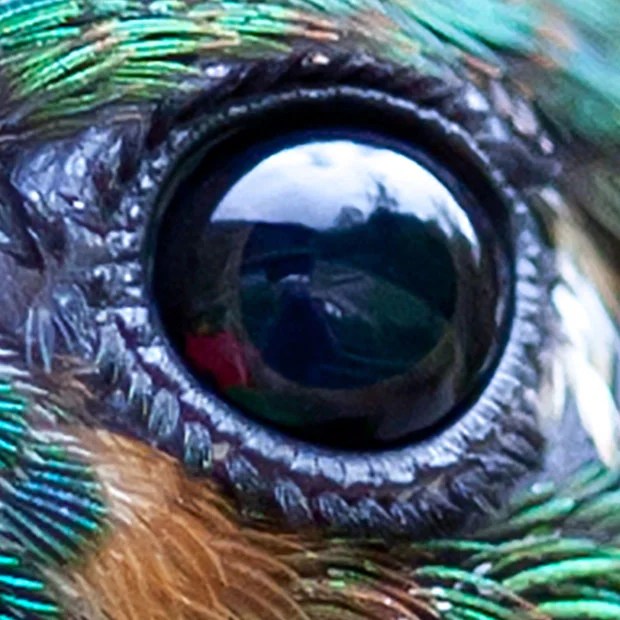 Beautiful Macro Photo of a Hummingbird's Details