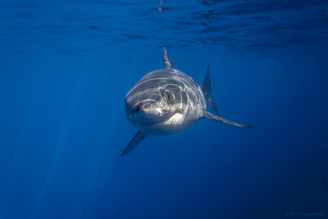 This Photographer is Living His Dream of Swimming with and
