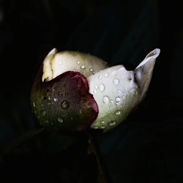 Stunning Photographs of Rain DropCovered Flowers After a Storm PetaPixel