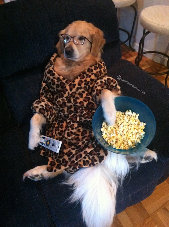 Portraits of Bailey the Golden Retriever Dressed up and Doing Human Things