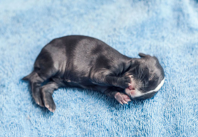 Photos of the First Weeks of Baby Bunnies' Lives