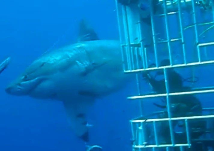 One Of The Largest Great White Sharks Ever Caught On Camera This May