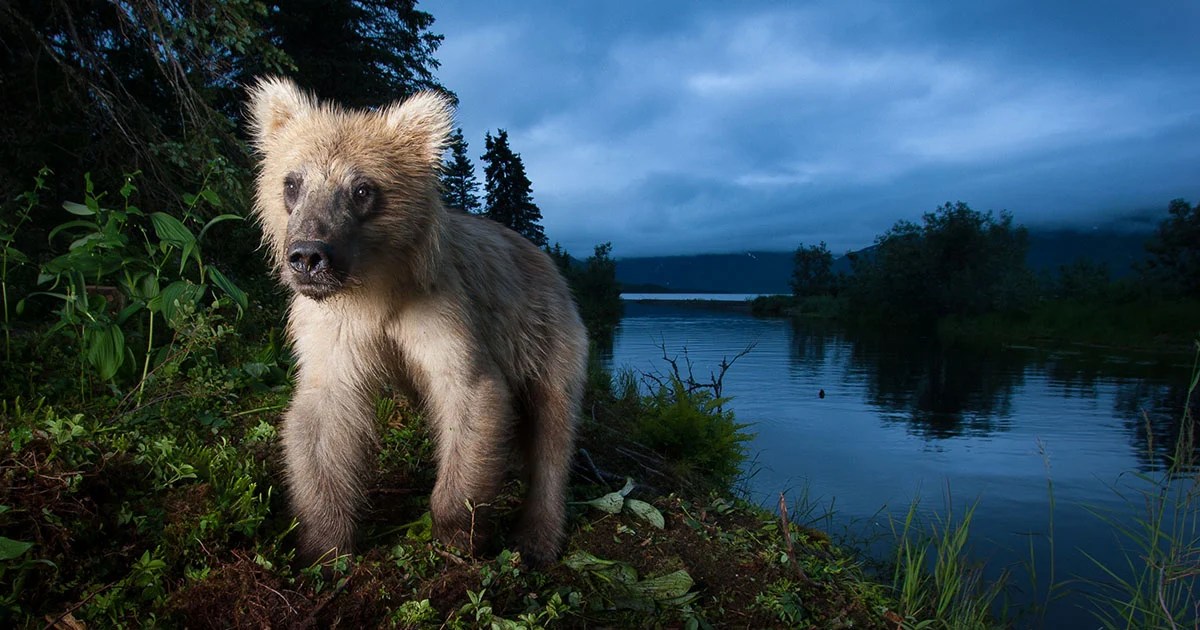 'Studio' Wildlife Portraits Captured with Camera Traps and Flashes