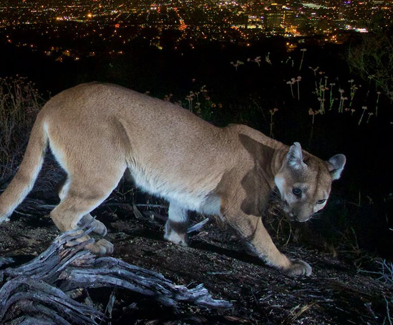 Trail Camera in L.A. Captures Mountain Lion Above City Lights PetaPixel