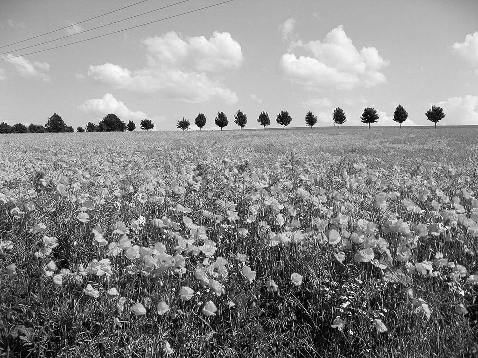 How Color Filters Affect B&W Photos PetaPixel