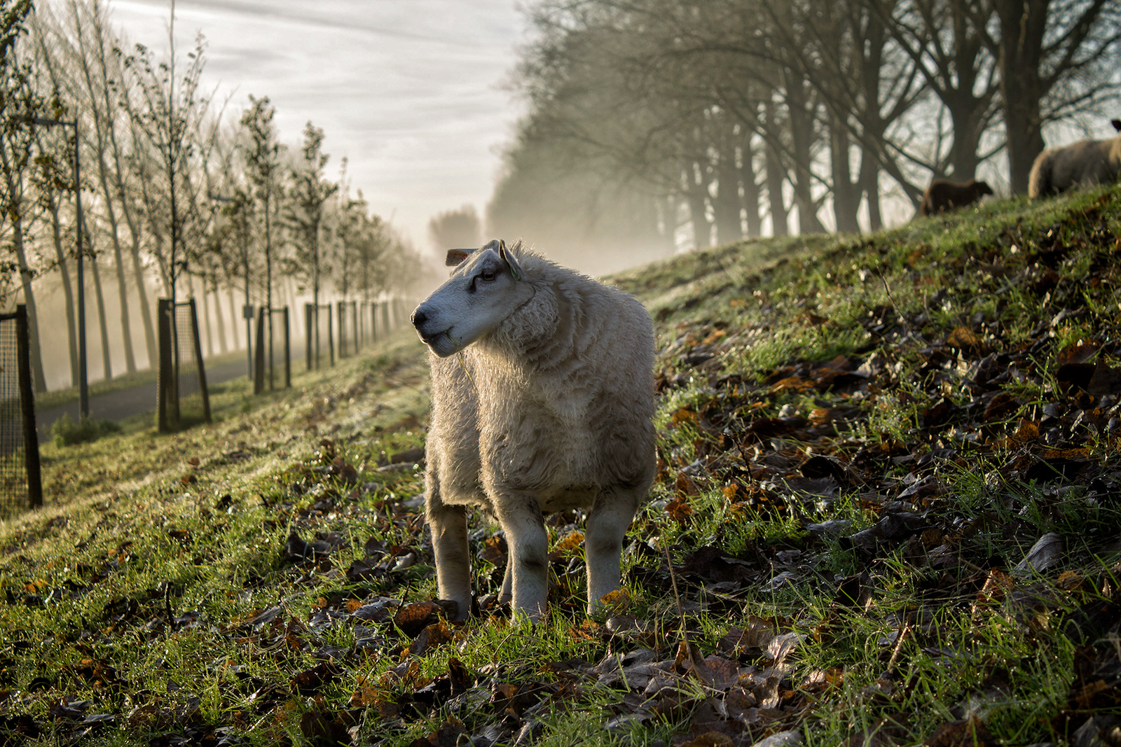 Minecraft in Real Life Retoucher Turns Real Animals Into