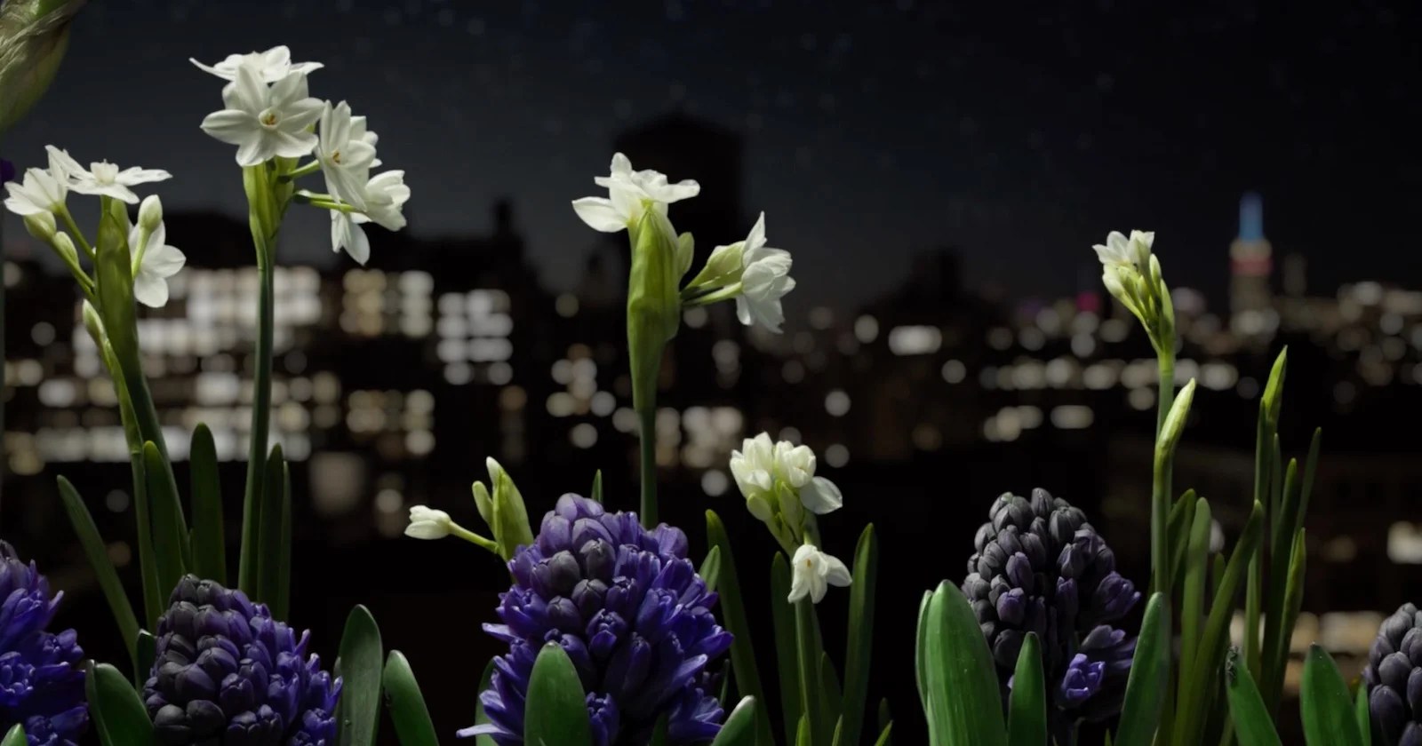This Incredible Flower Timelapse Took 3 Years and 8TB of Photos to