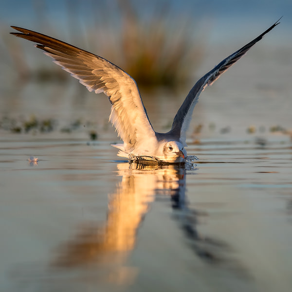 A Nikon D850 Review for Nature Photographers PetaPixel