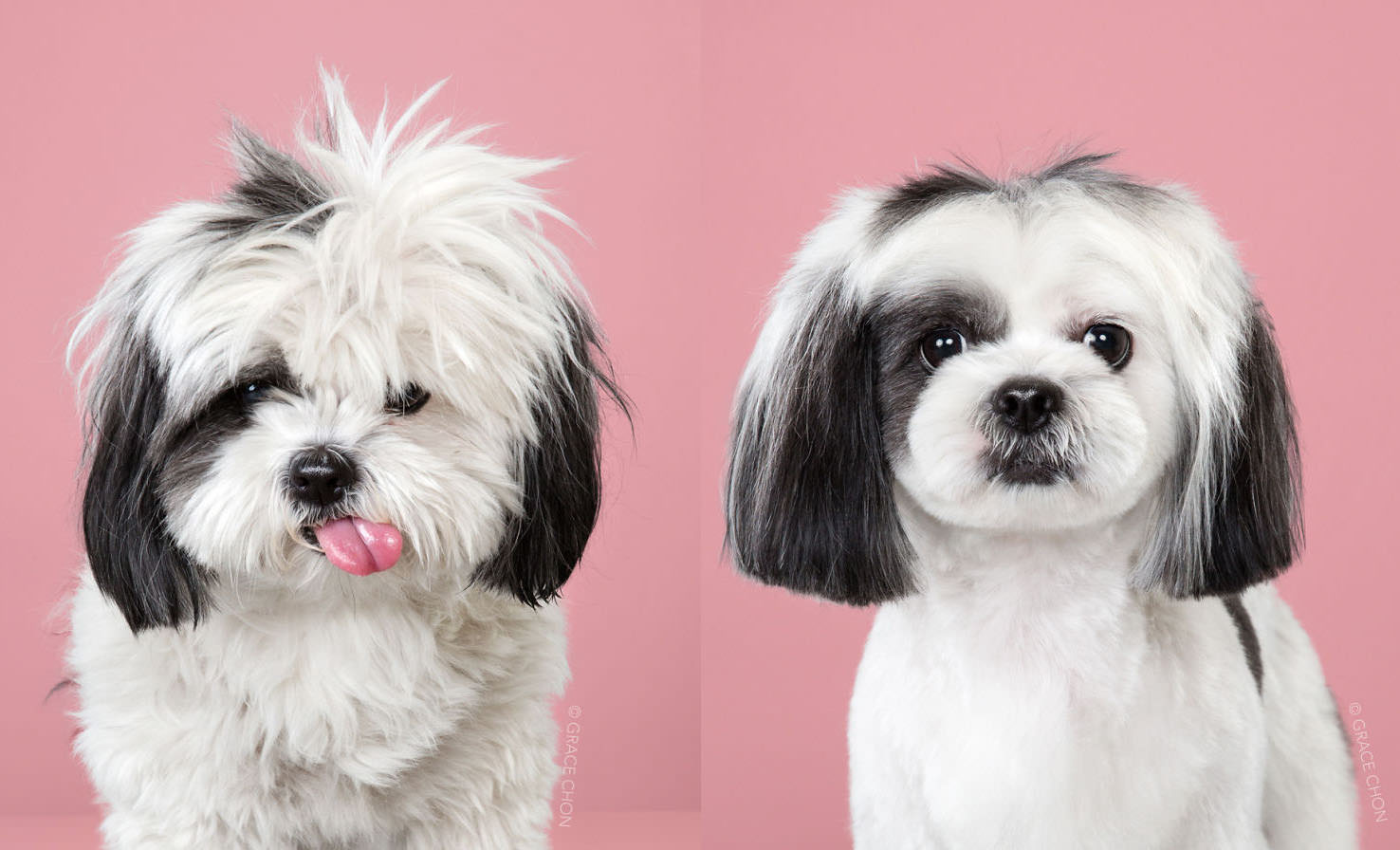 Portraits of Dogs Before and After Japanese Grooming PetaPixel
