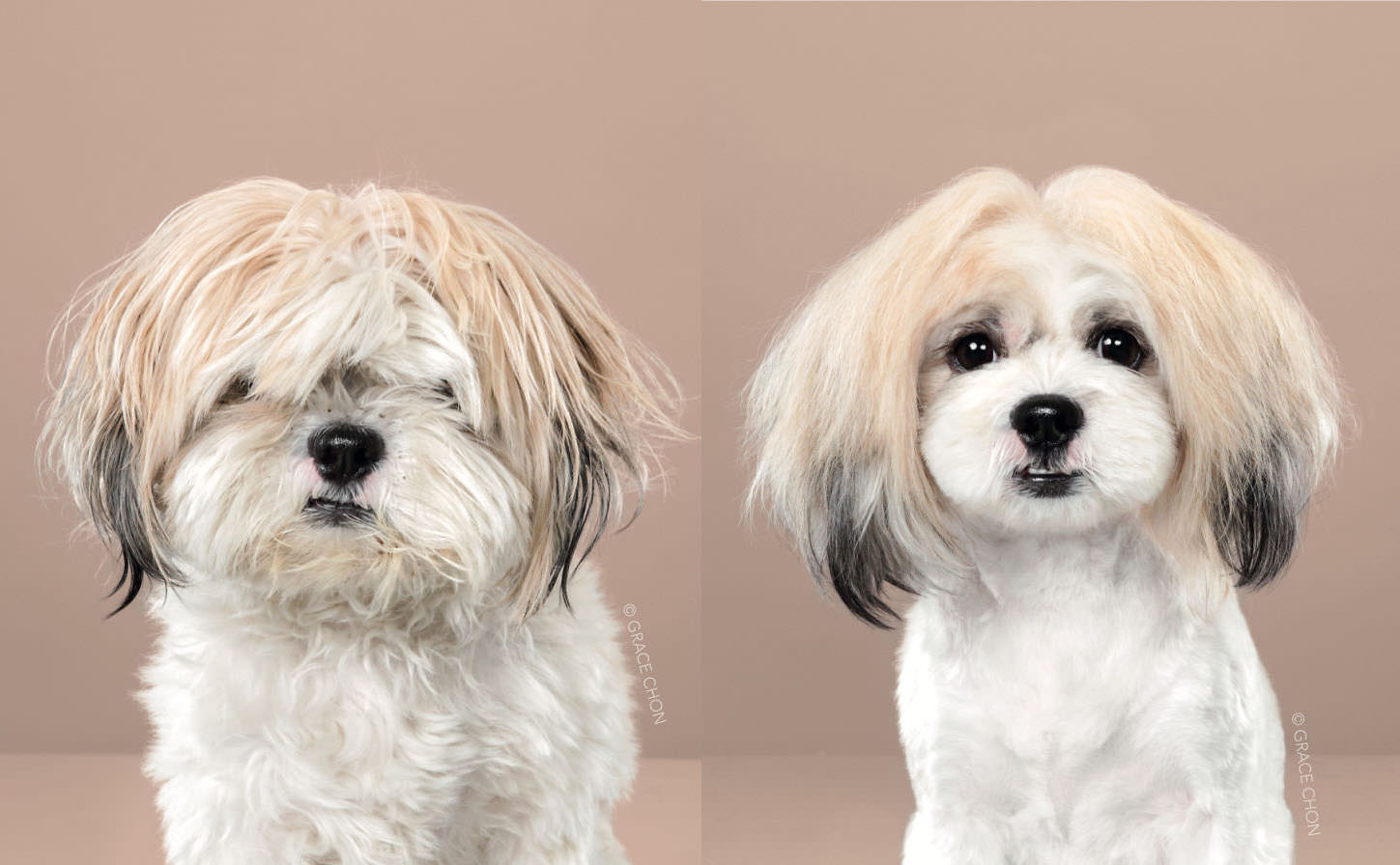 Portraits of Dogs Before and After Japanese Grooming PetaPixel