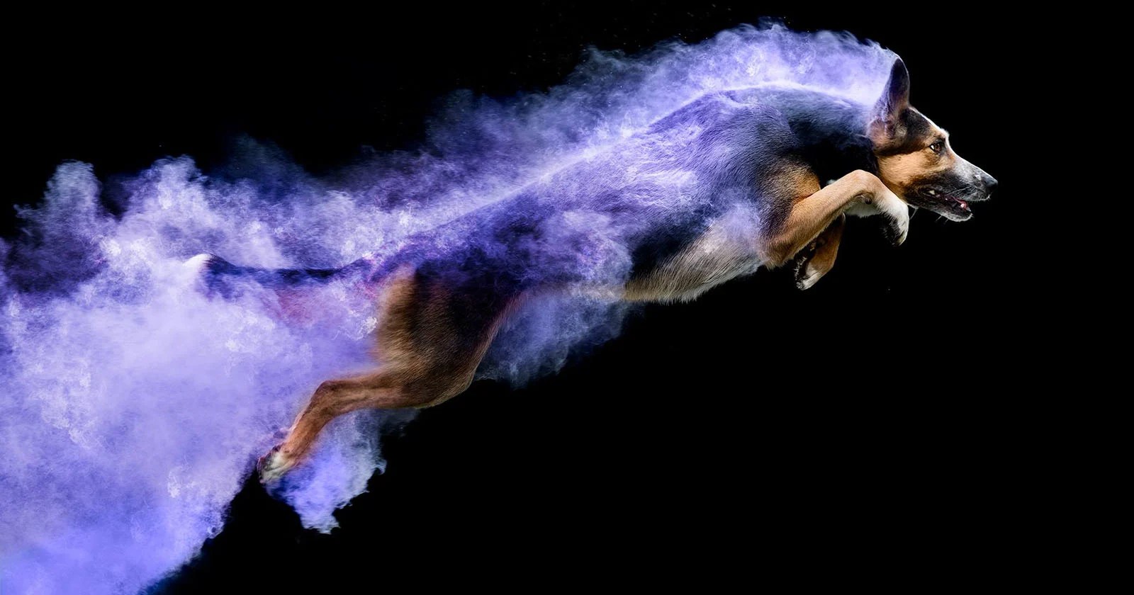 Photos of Dogs Jumping with Colorful Powder Trails